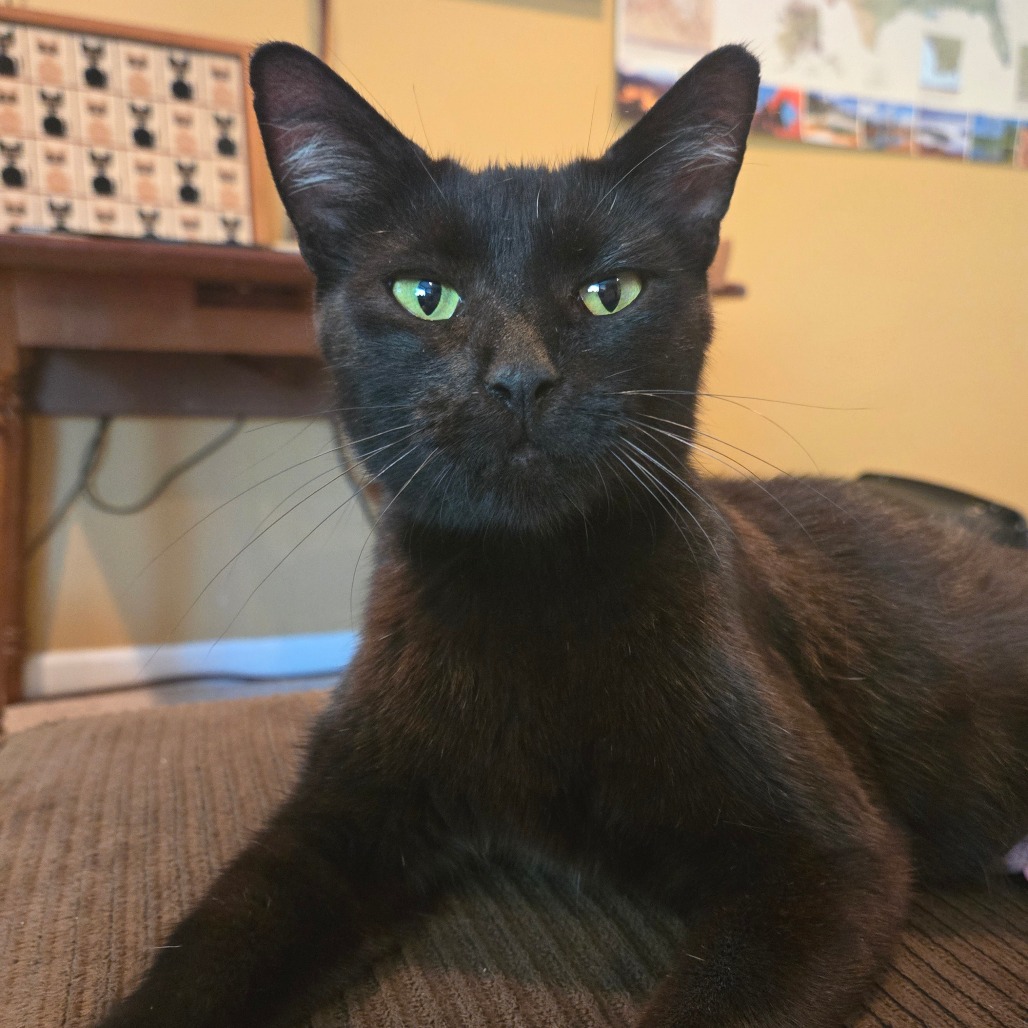 STARLA - Domestic Shorthair for adoption in Gresham