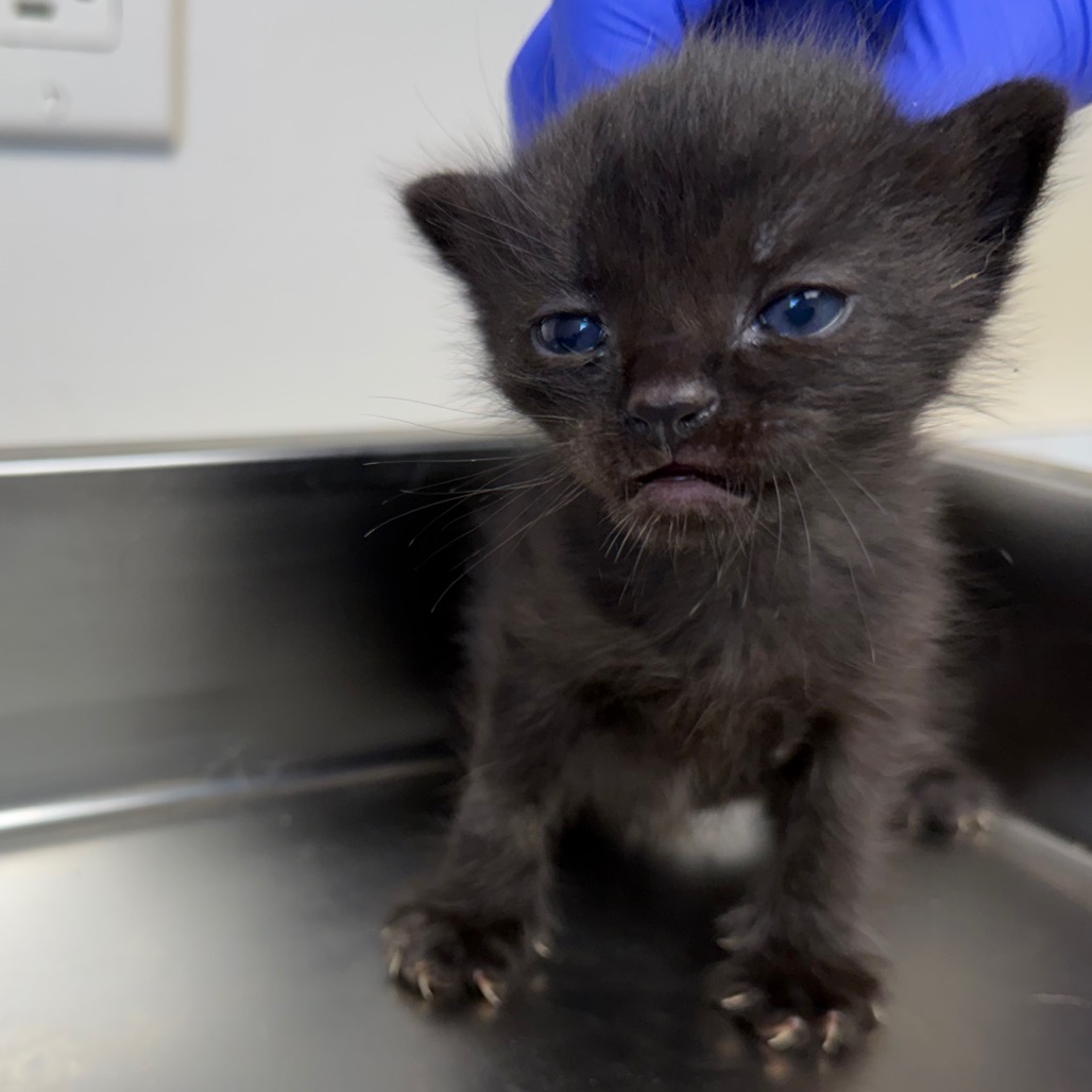 Tusc Stray 83596 2 3 4 5