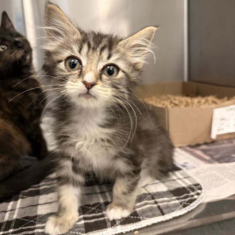 BEAR - Domestic Medium Hair available for adoption