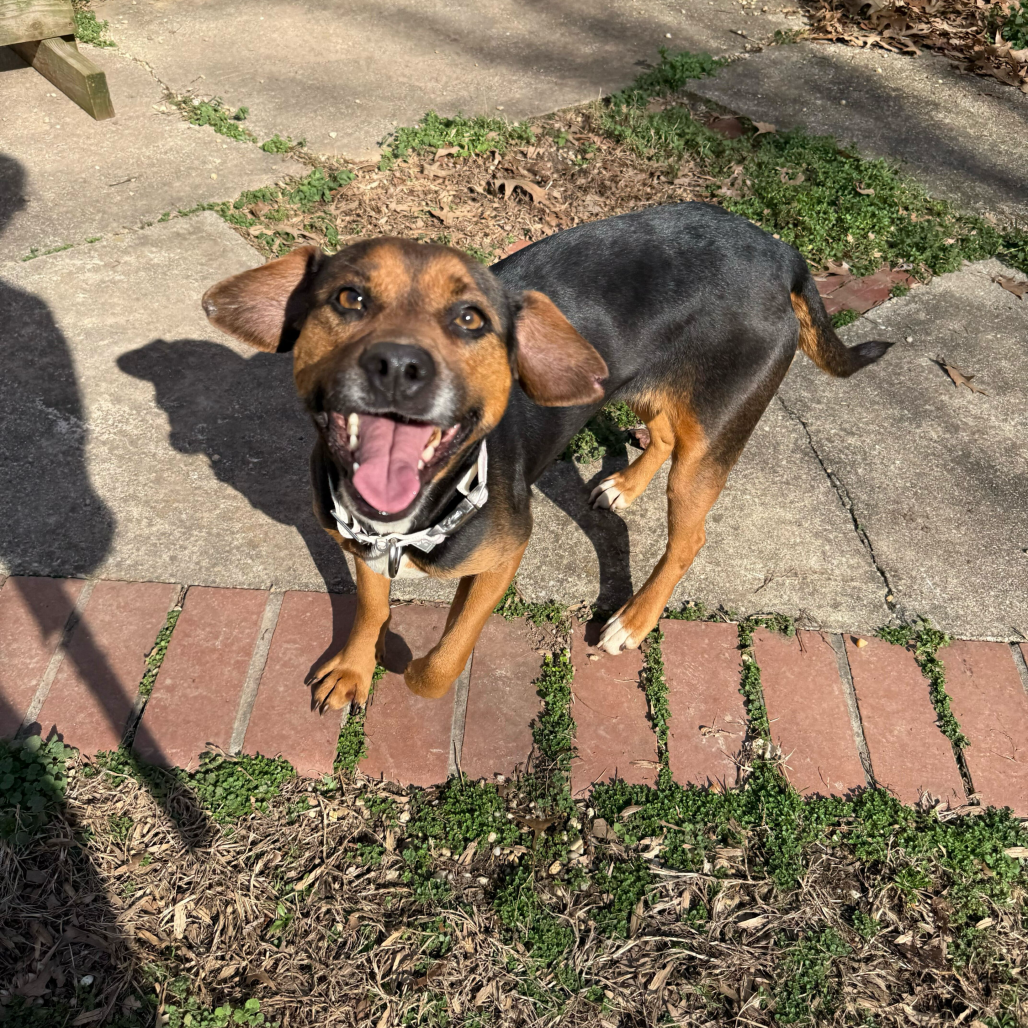 Macey — thumbnail 3