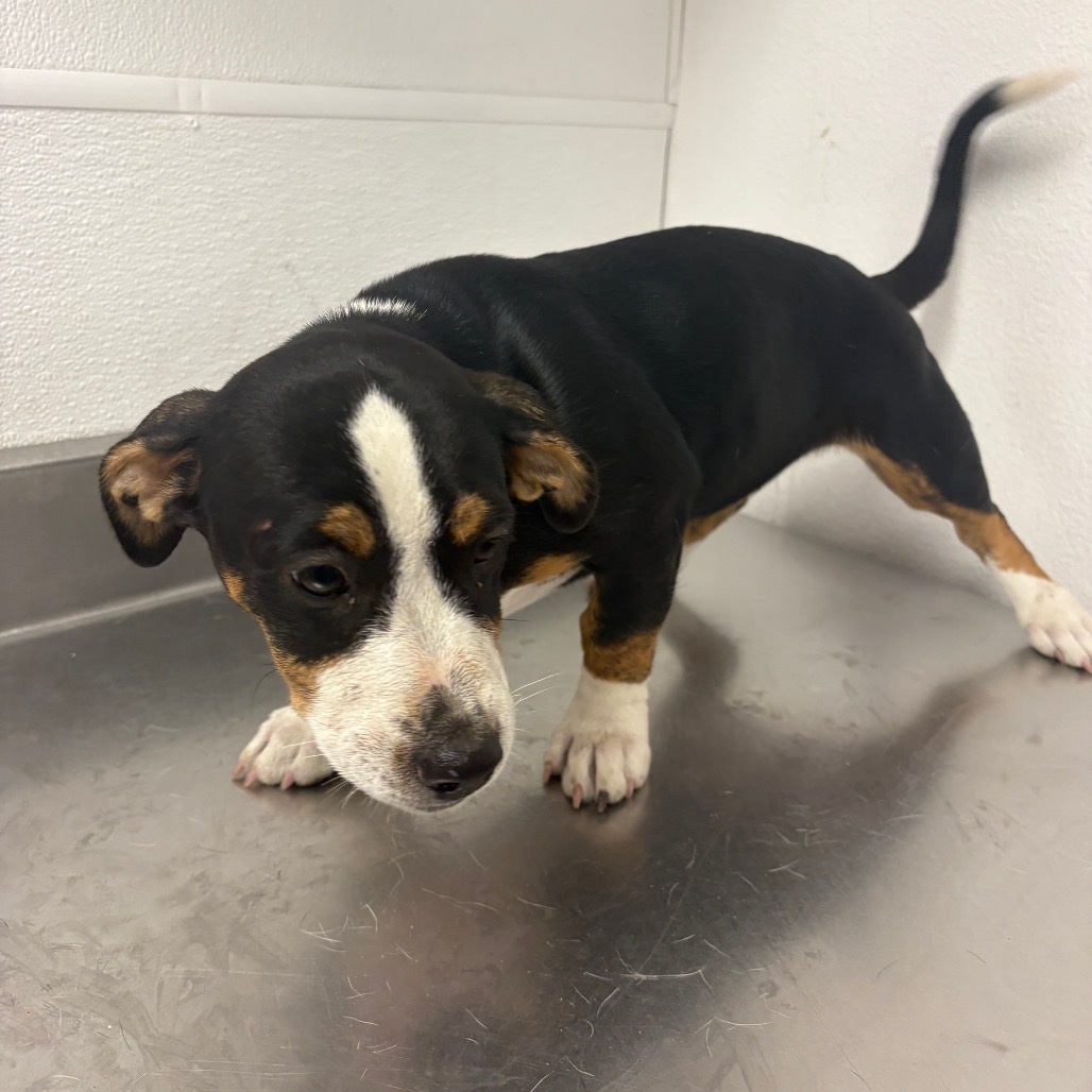 CINNAMON - Terrier, Pit Bull / Hound, Basset available for adoption