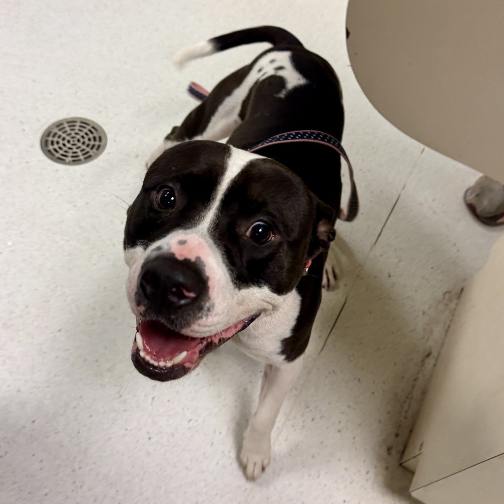 BRANDON - Terrier / American Pit Bull available for adoption