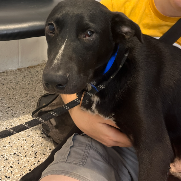 MARCO - Retriever, Labrador / Mix available for adoption