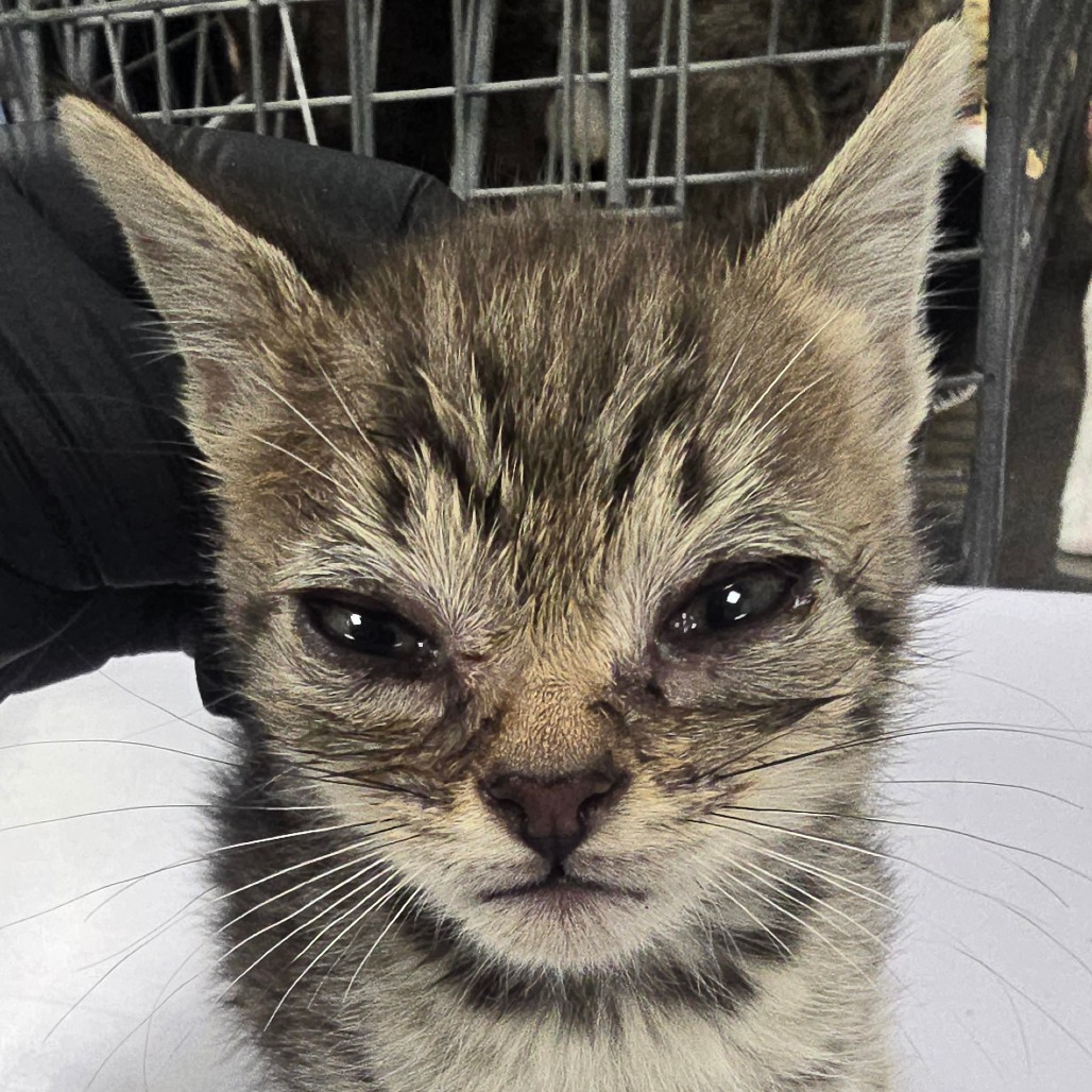JORDAN - Domestic Shorthair available for adoption