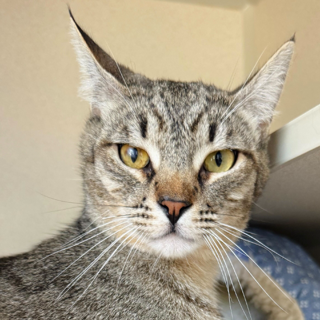 Vlad - Domestic Shorthair