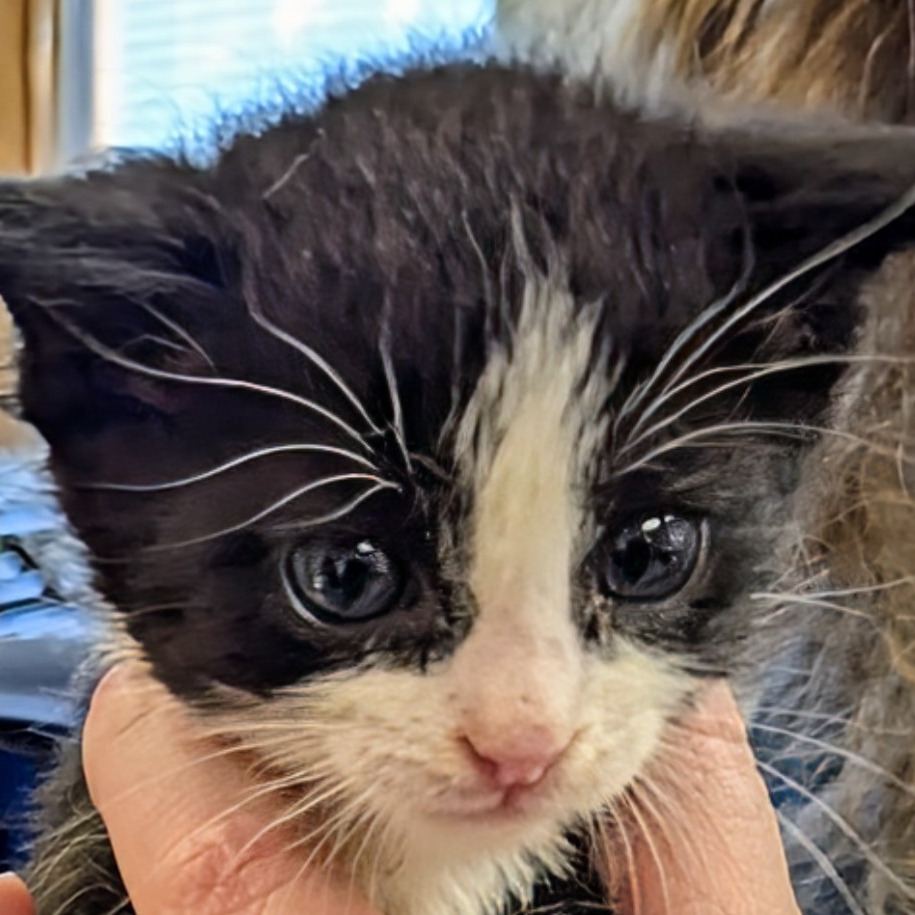 Thurston Howell III