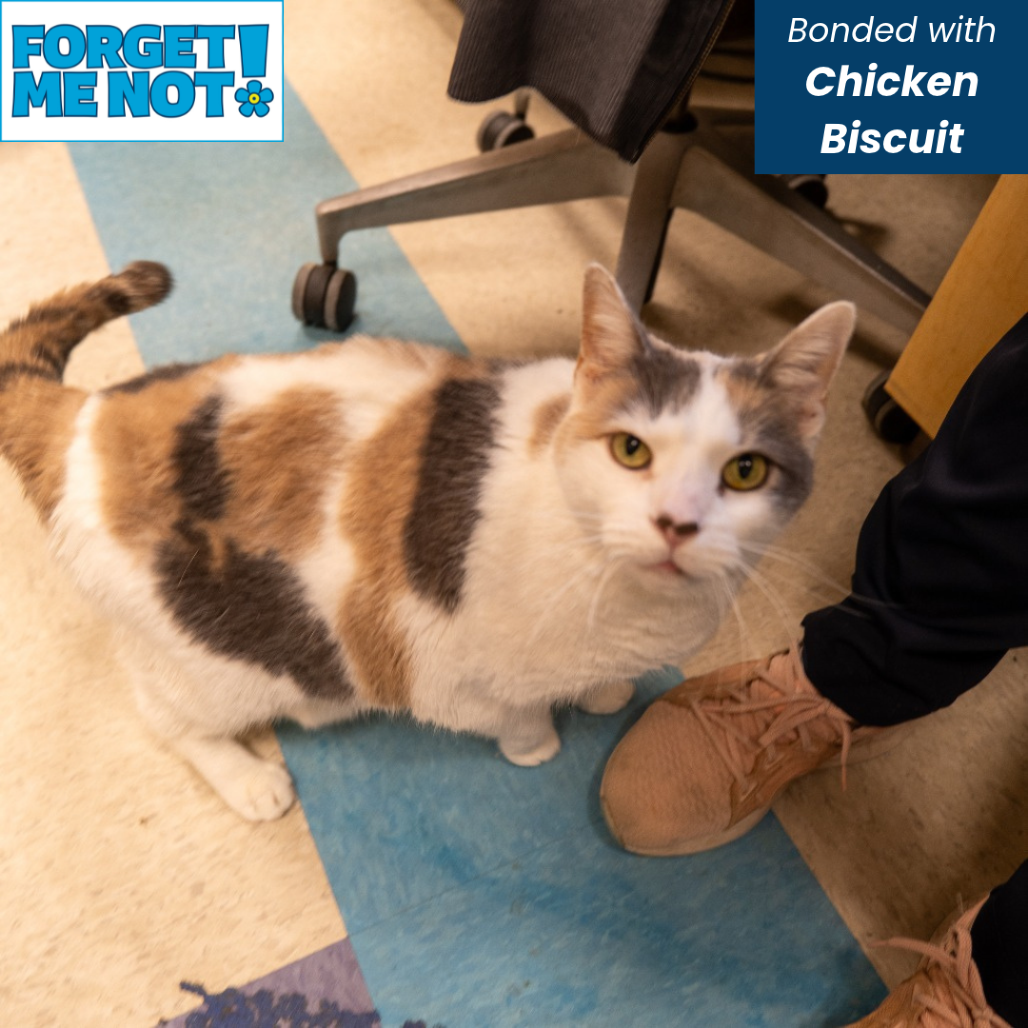 BOH - Domestic Shorthair available for adoption