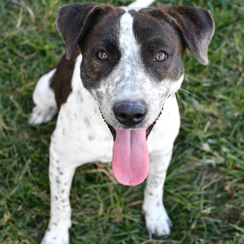 LANI - American Blue Heeler / Mix available for adoption