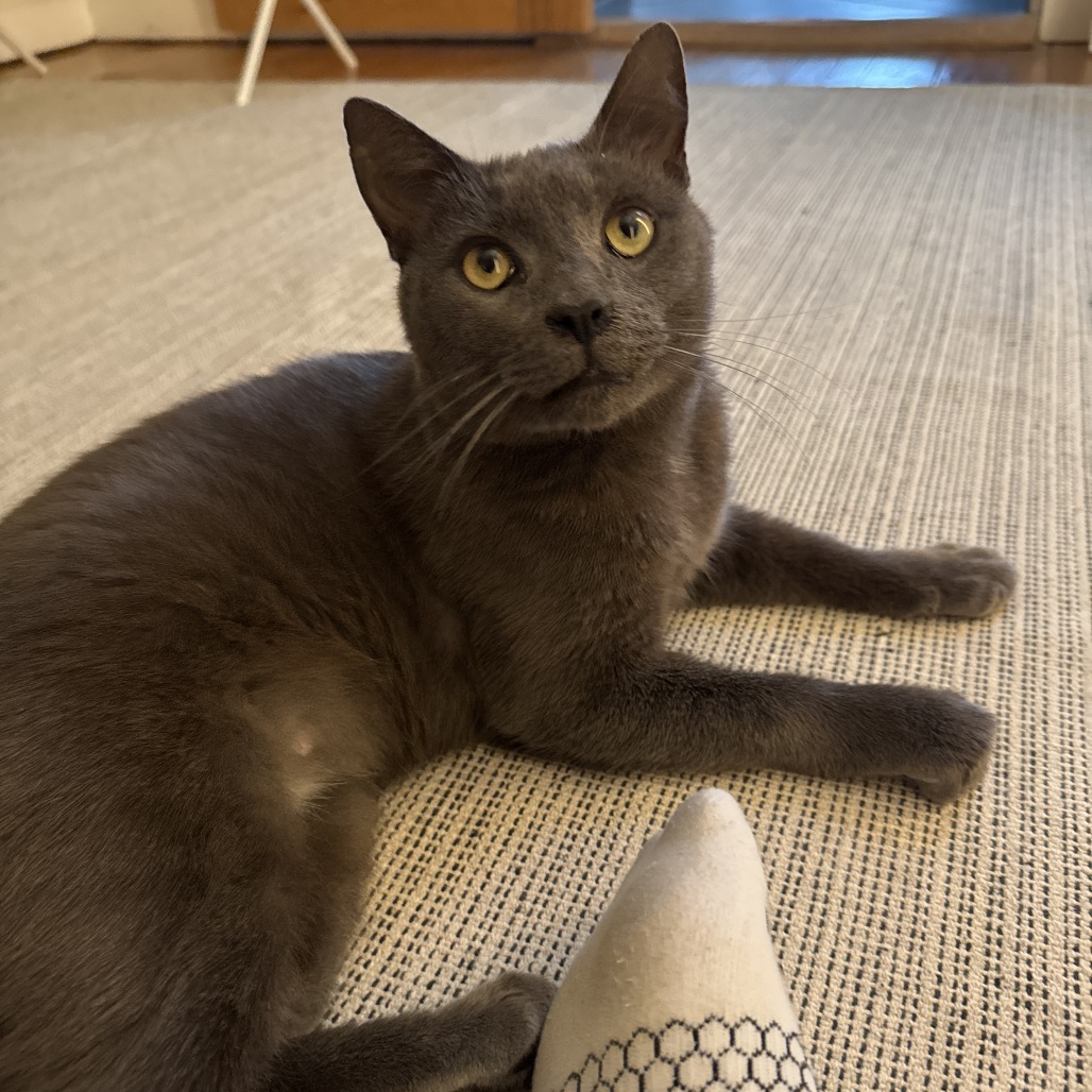 BACKYARD BOYFRIEND - Domestic Shorthair available for adoption