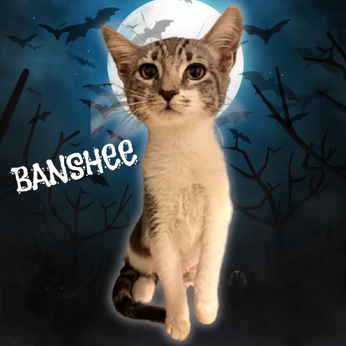BANSHEE - Domestic Shorthair available for adoption