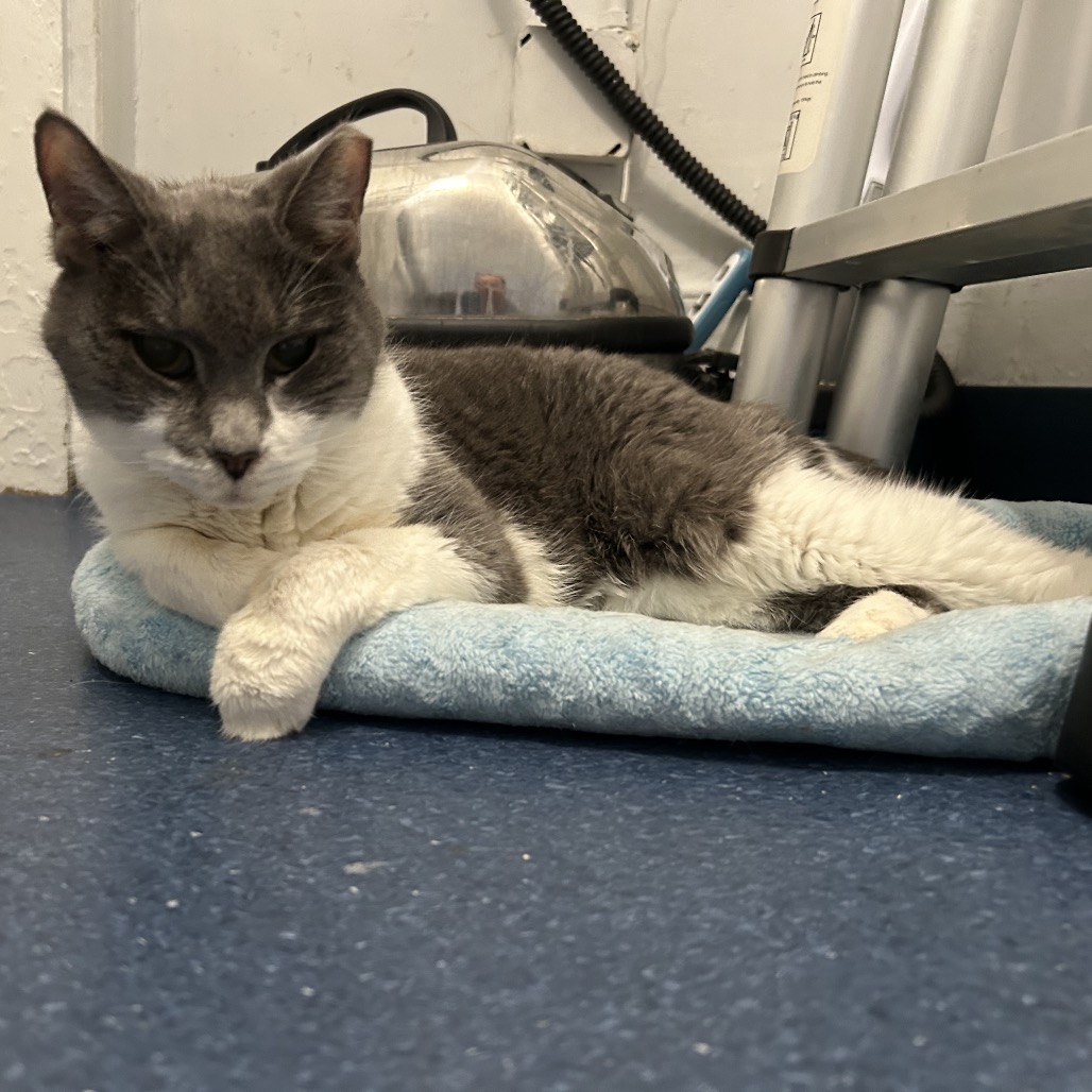 SASHA - Domestic Shorthair available for adoption