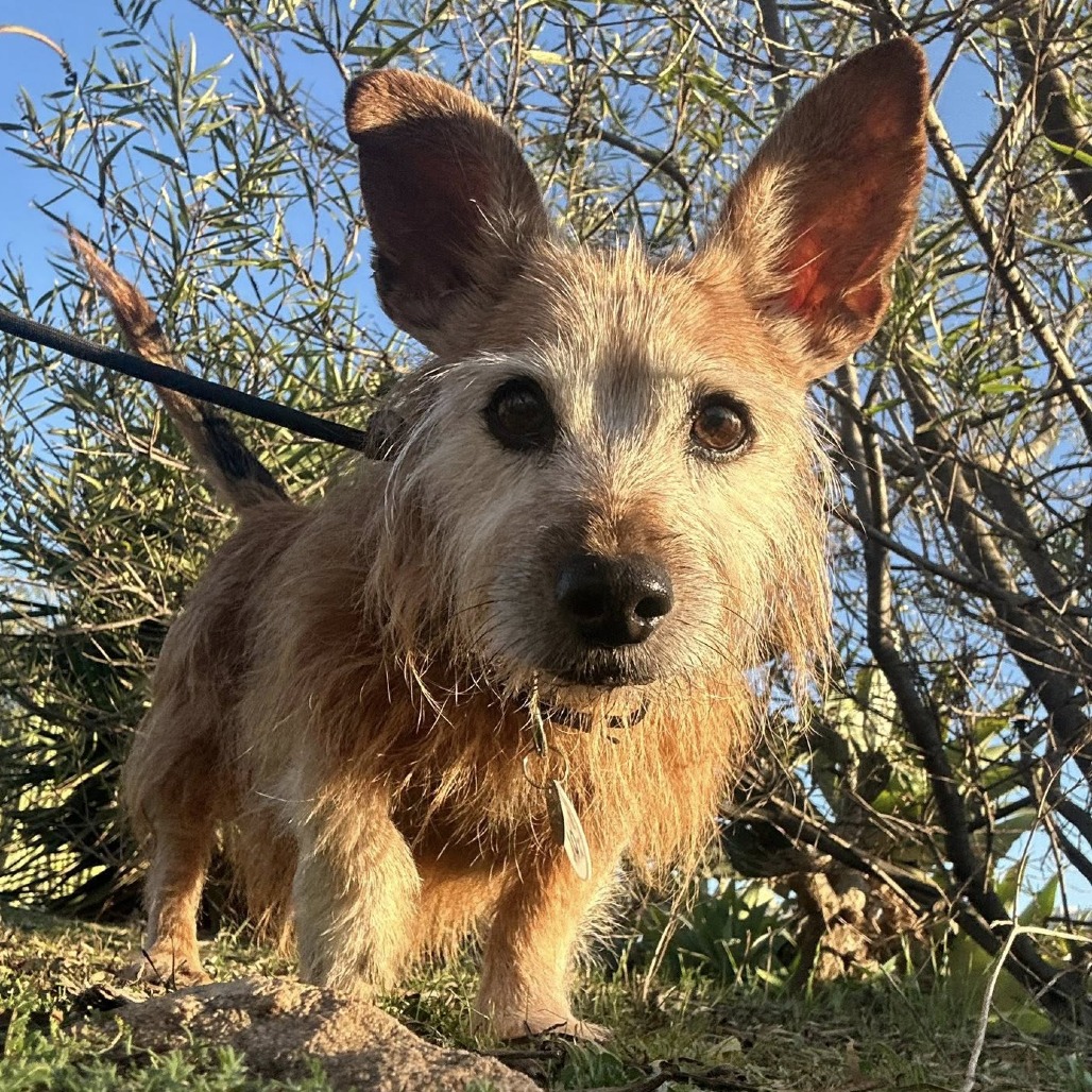 Burl Ives is available for adoption at Frosted Faces Foundation