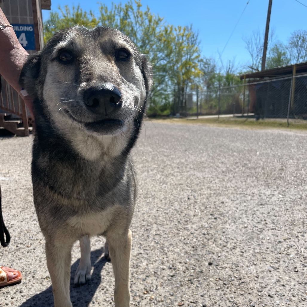 Lady, available for adoption at PVAS