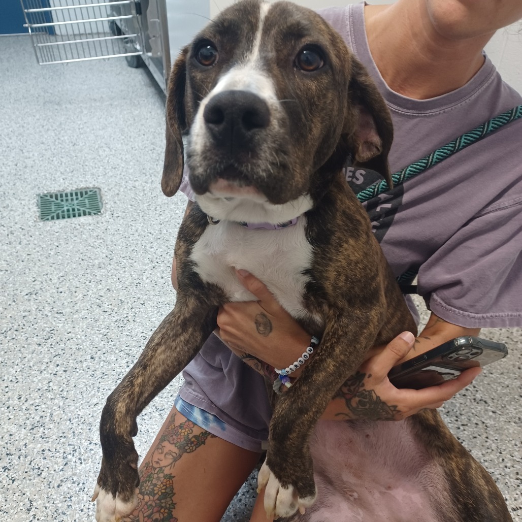 PORKCHOP - Terrier, American Staffordshire / Hound, Plott available for adoption