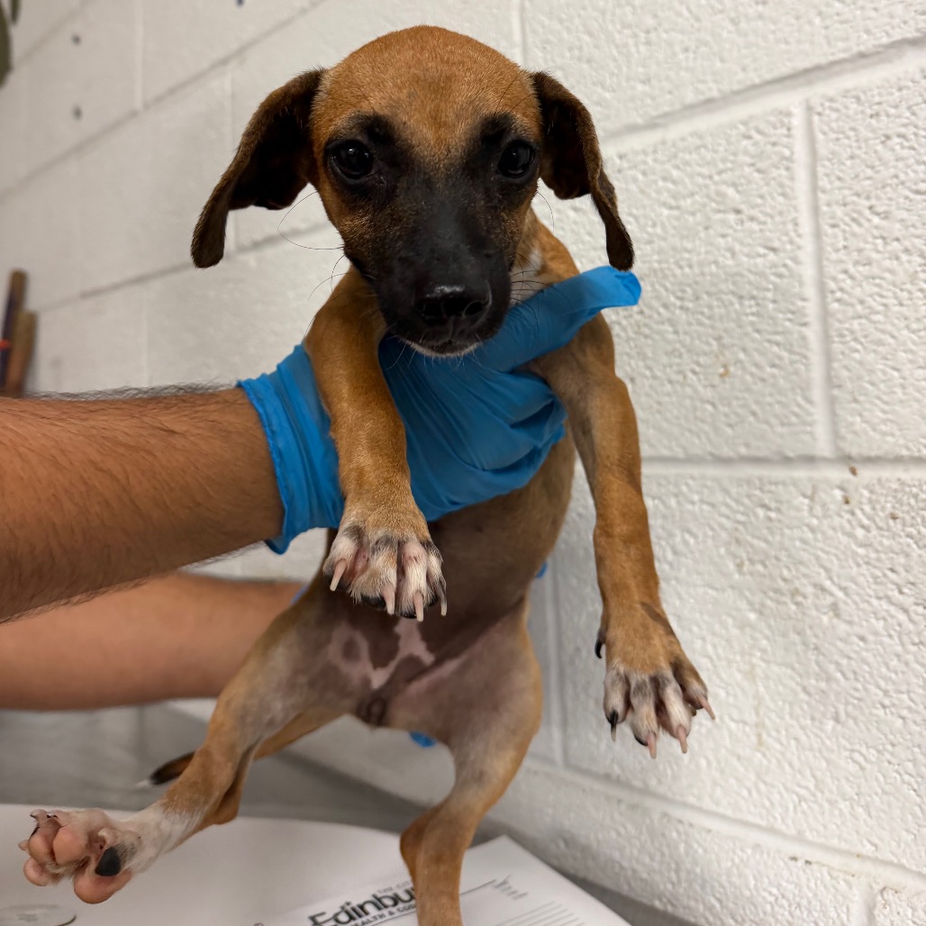 Coco Puff , available for adoption at PVAS