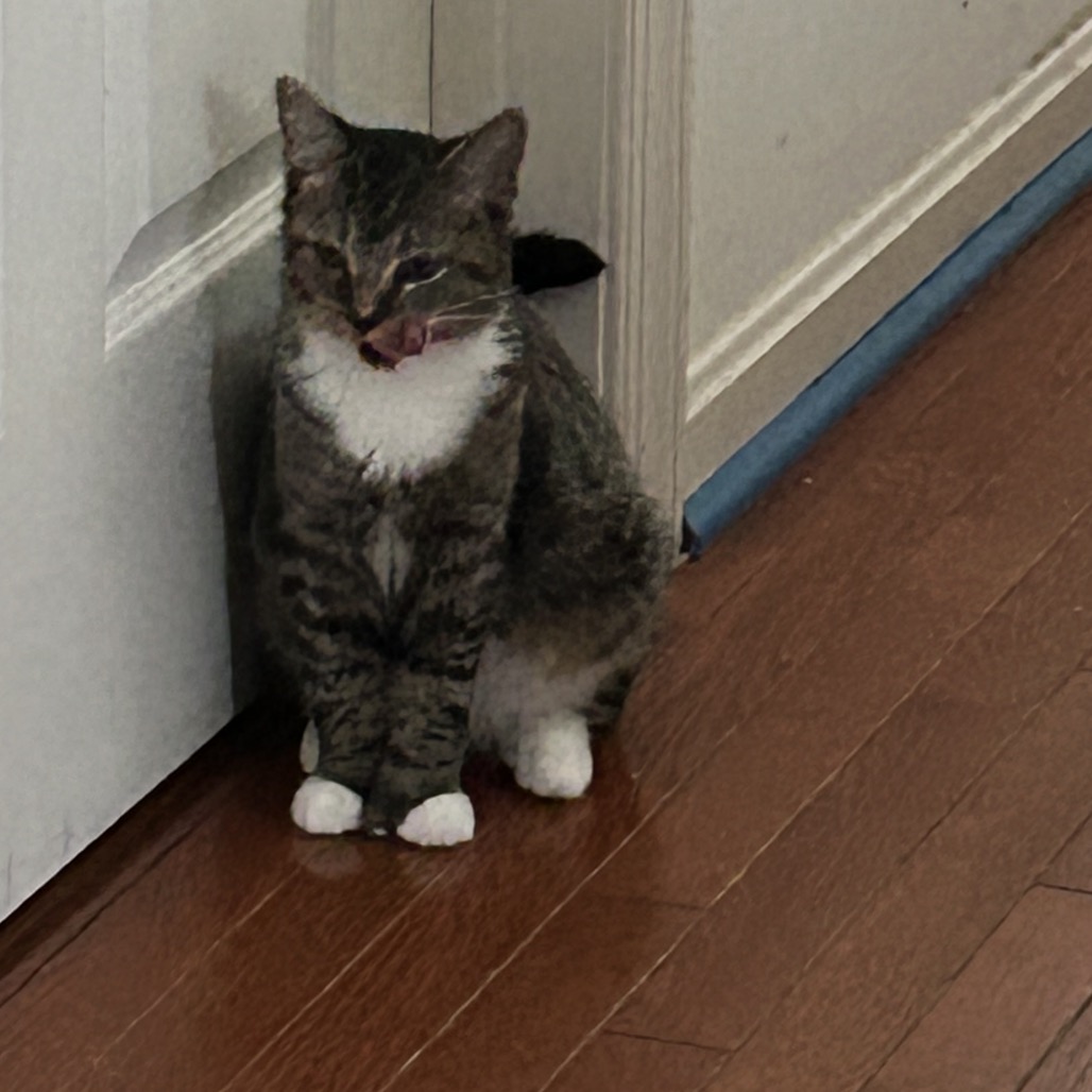 Pookie, photo 7