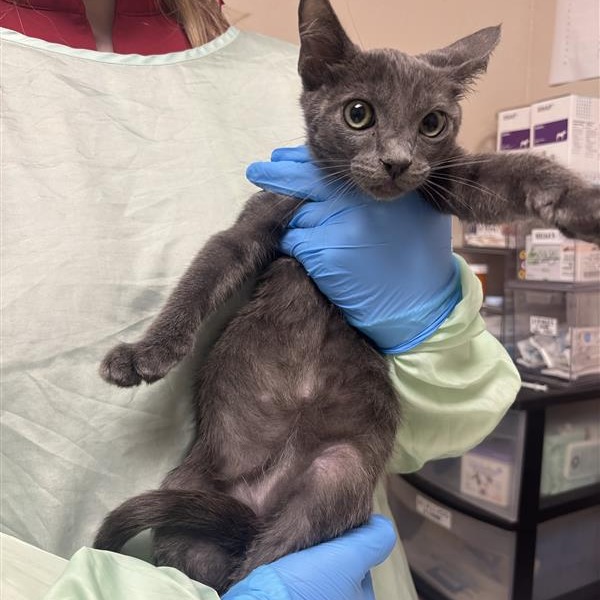 BARNABY - Domestic Shorthair available for adoption