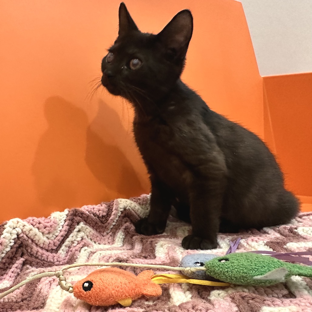 COW - Domestic Shorthair available for adoption
