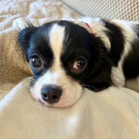 Mushu, a Spaniel, Cavalier King Charles / Poodle