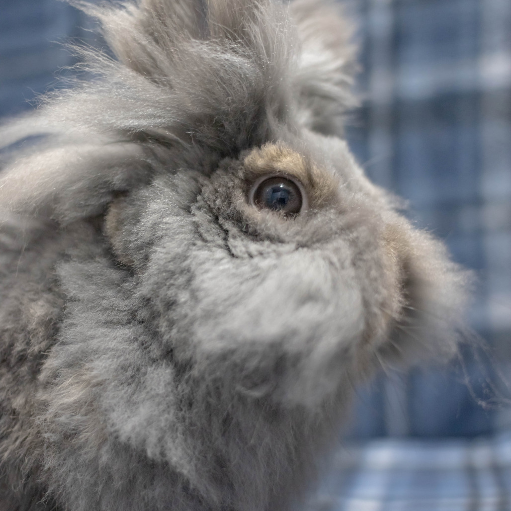 Poppy, photo 31