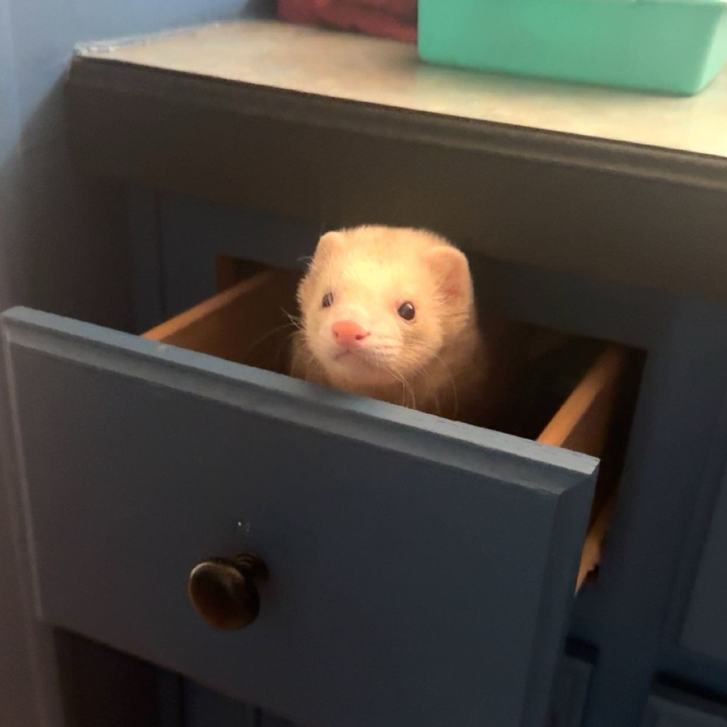 Houdini