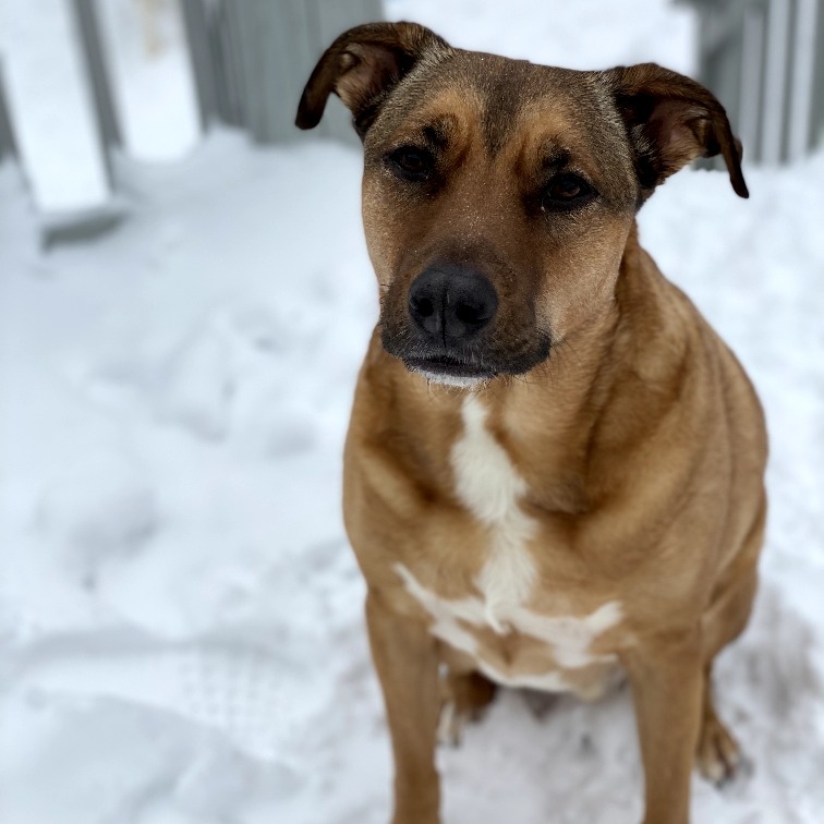 Koda, photo 7