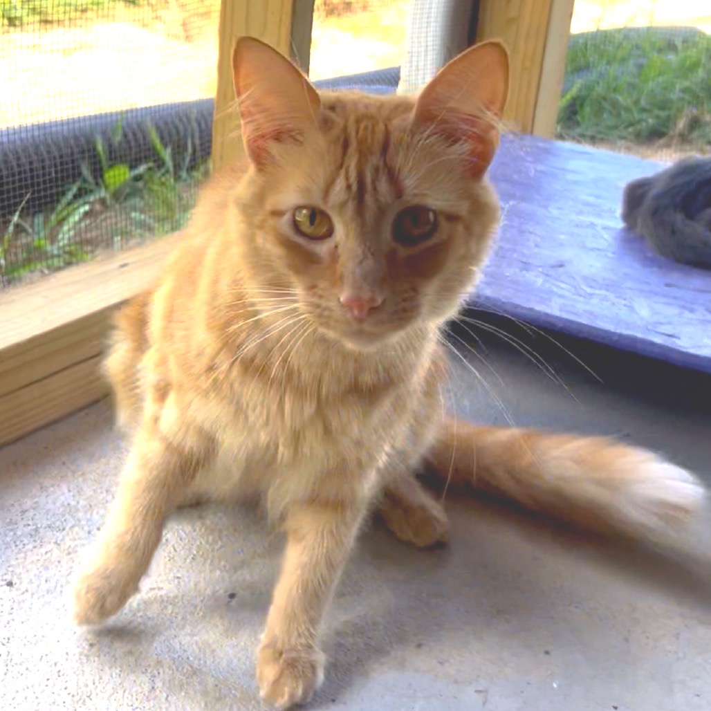 Sunbeam, photo 5