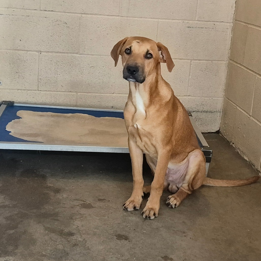 Erin, available for adoption at PVAS