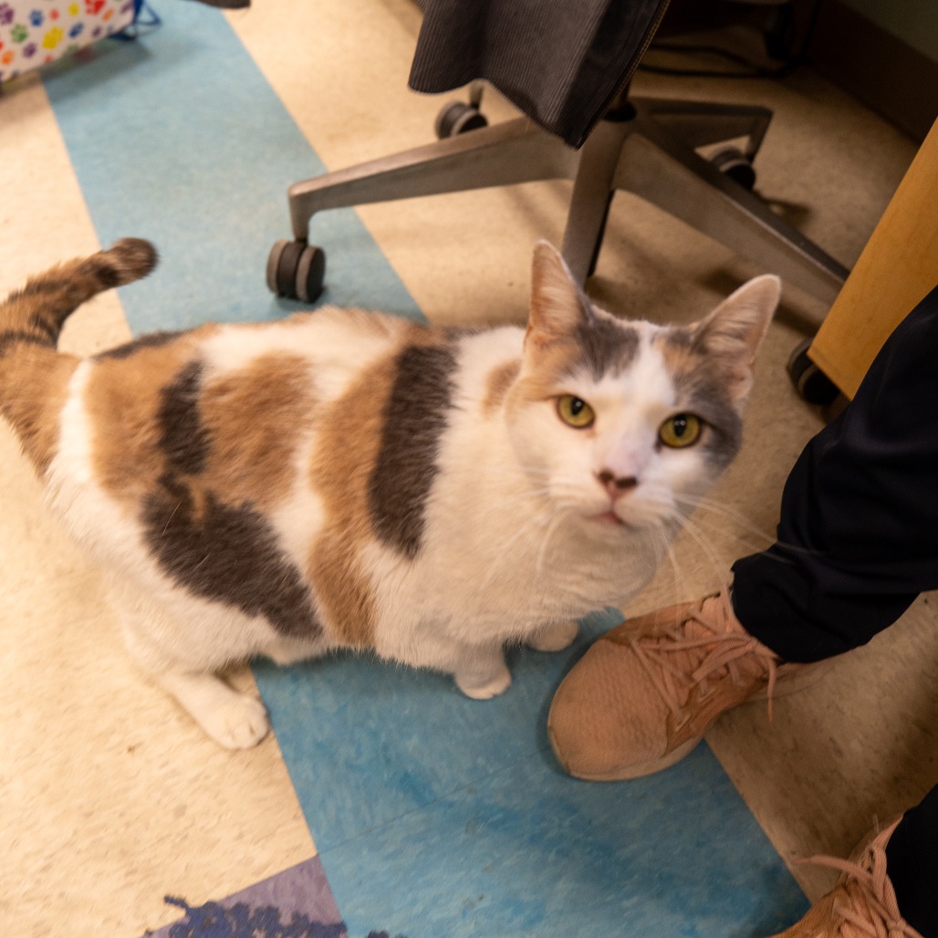 BOH - Domestic Shorthair available for adoption