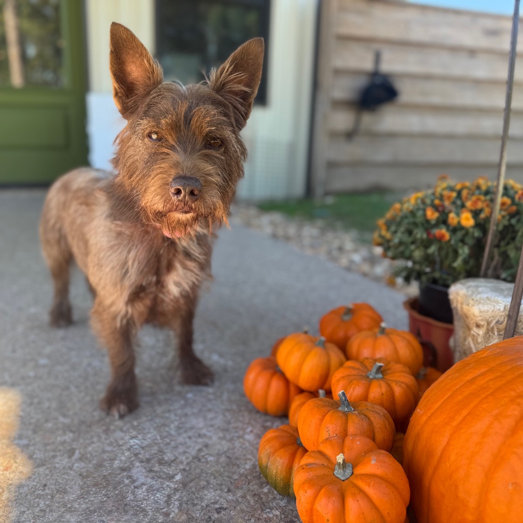 Camo Rescue Glen is available for adoption at CAMO Rescue