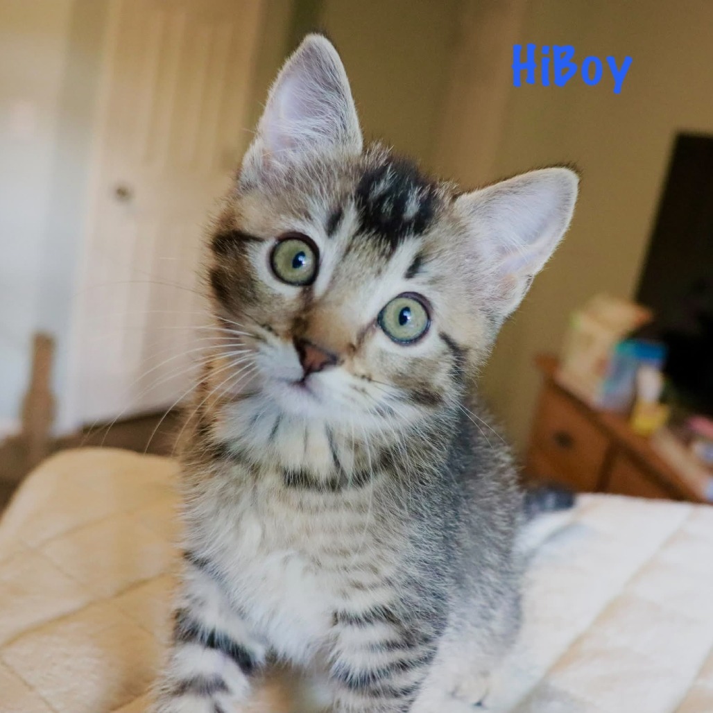 HiBoy, photo 3