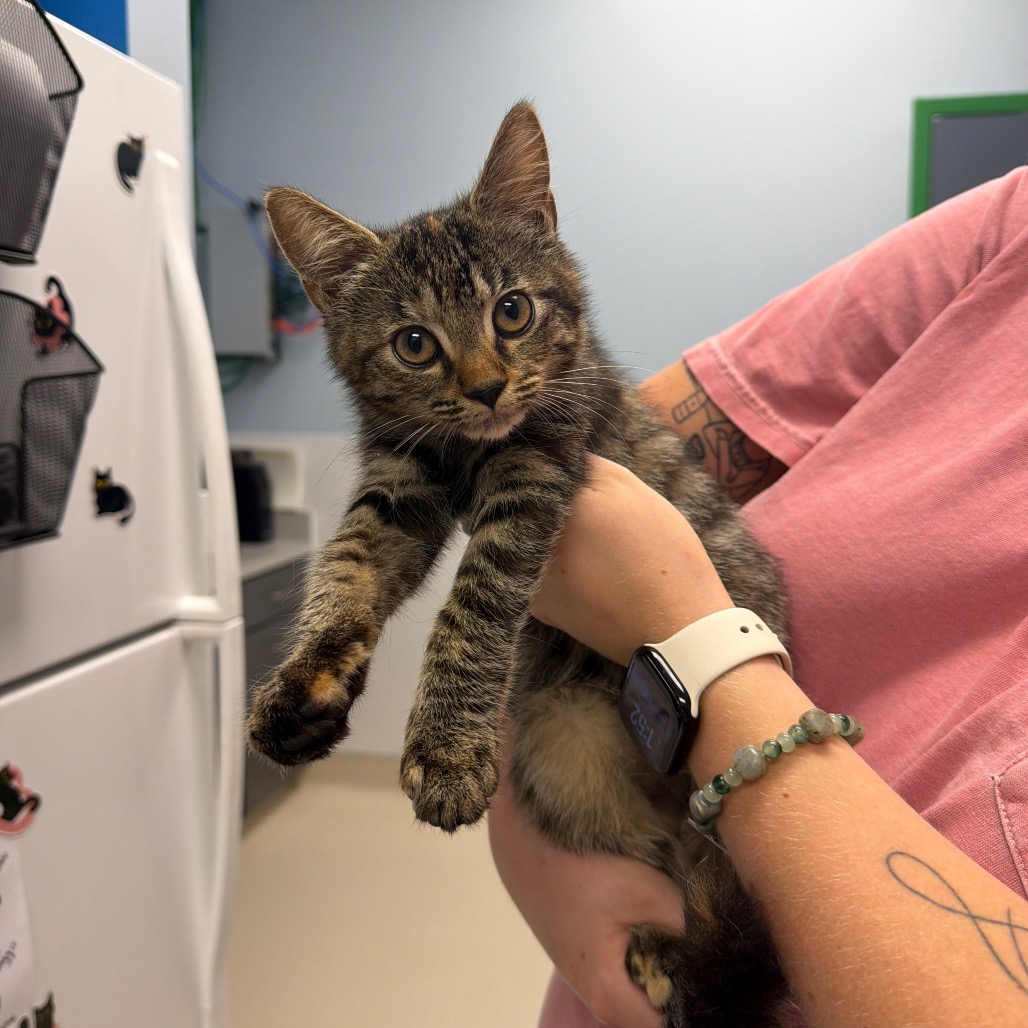 STARLING - Domestic Shorthair available for adoption