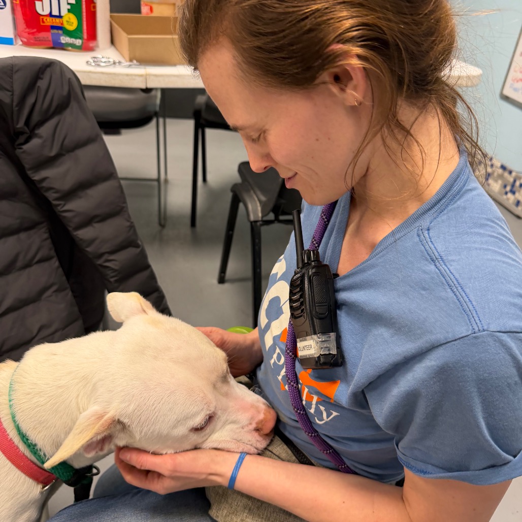 Snowball — thumbnail 4