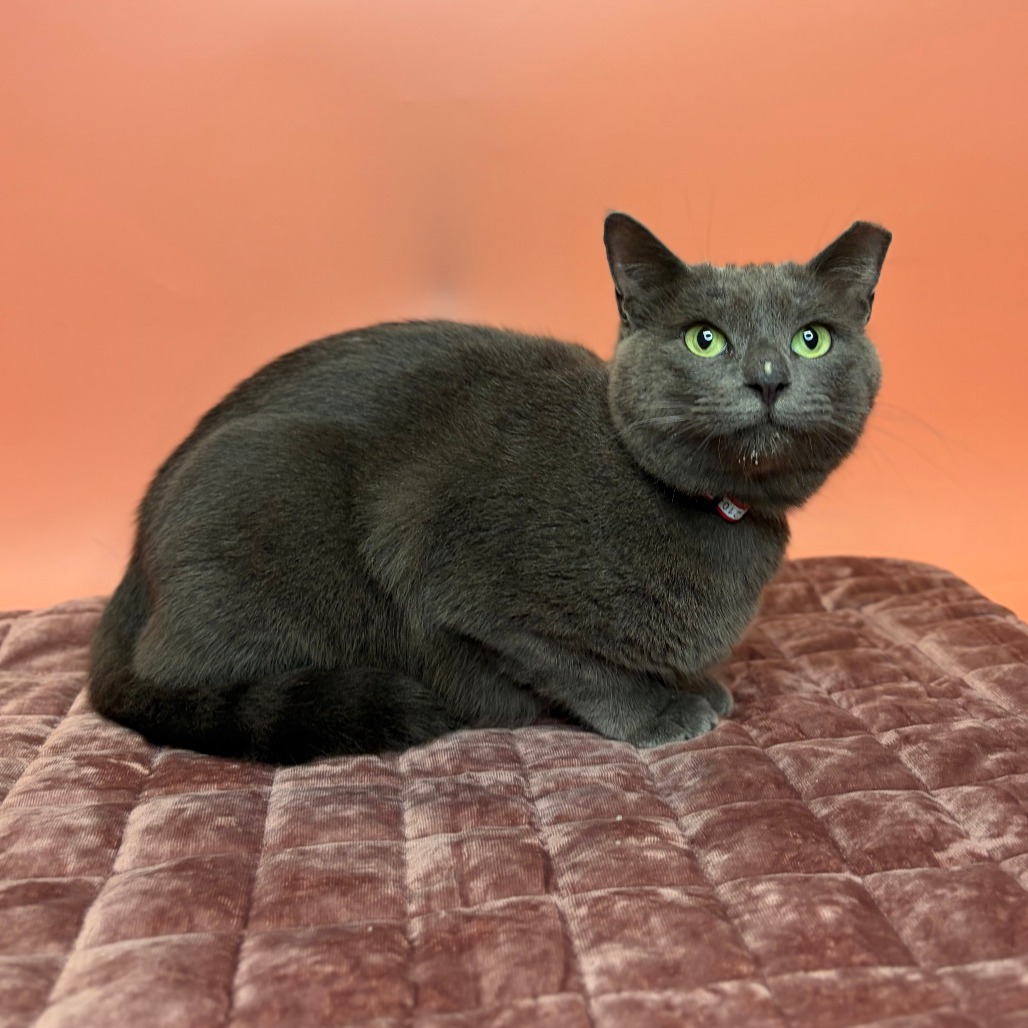 IVY - Chartreux / Russian Blue available for adoption