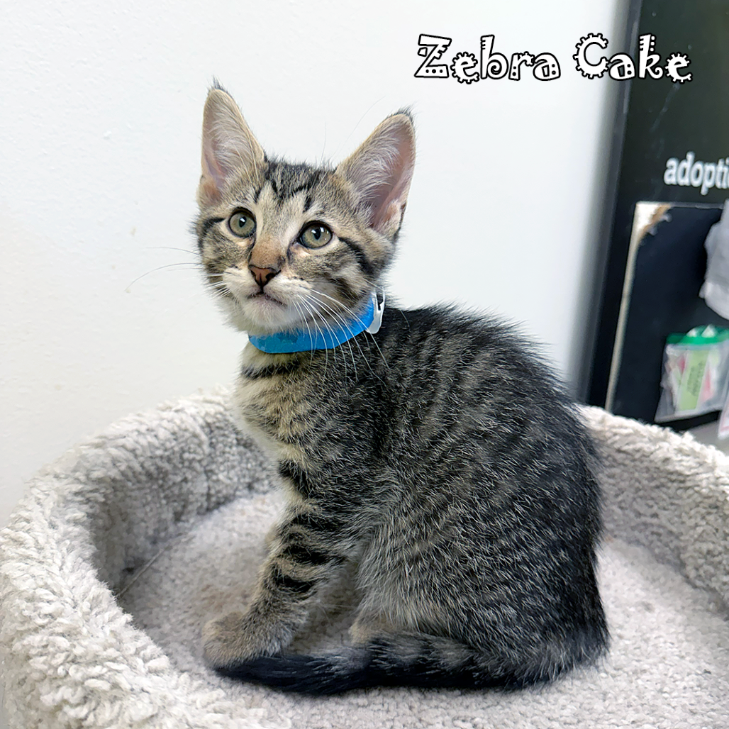 Zebra Cake, an adoptable cat