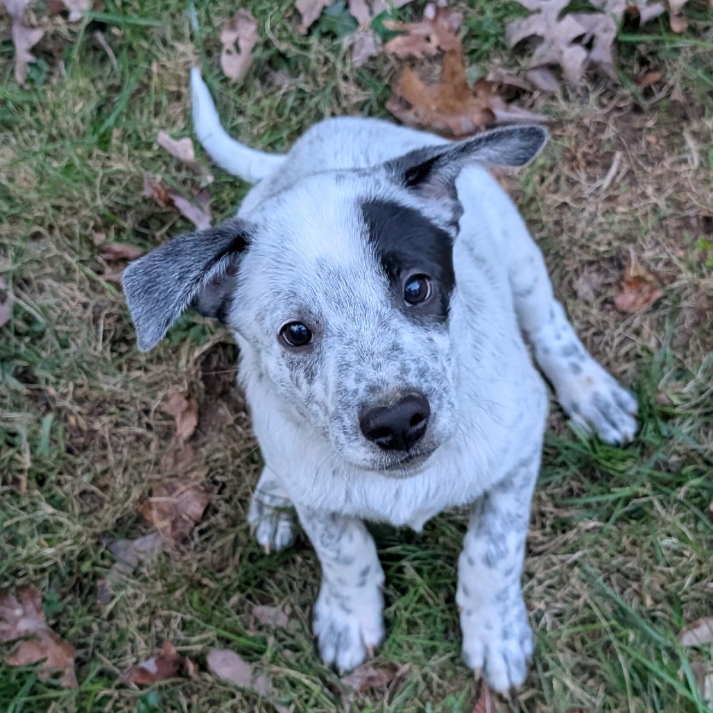 Macee Pup - Hotspur, photo 13