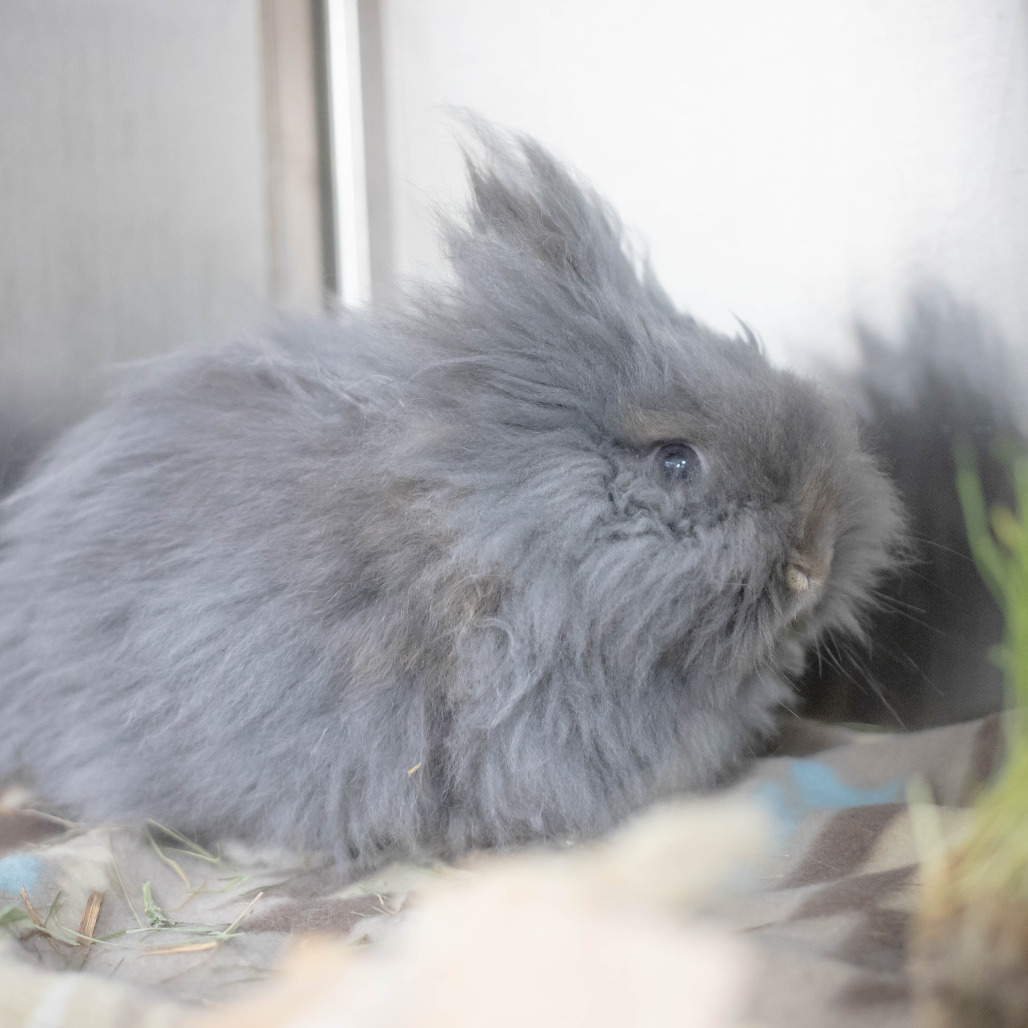 Poppy, photo 7
