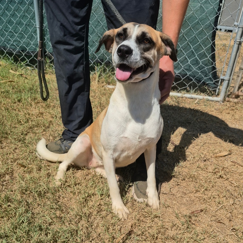 PARSLEY - Shepherd / Mix available for adoption