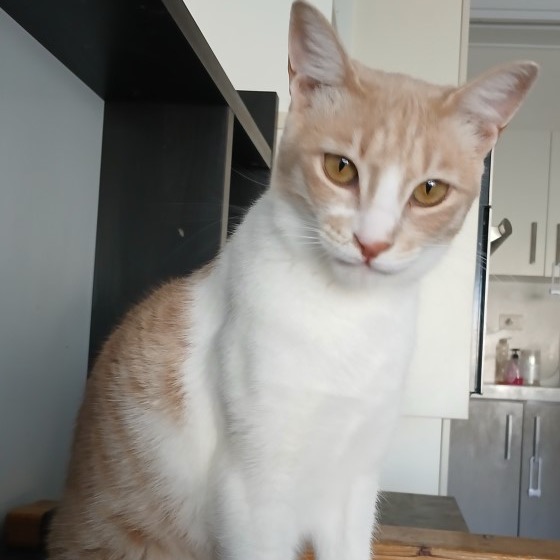 AMEERA - Domestic Shorthair for adoption in Silver Spring
