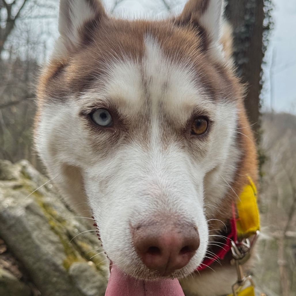 Pandora — thumbnail 4