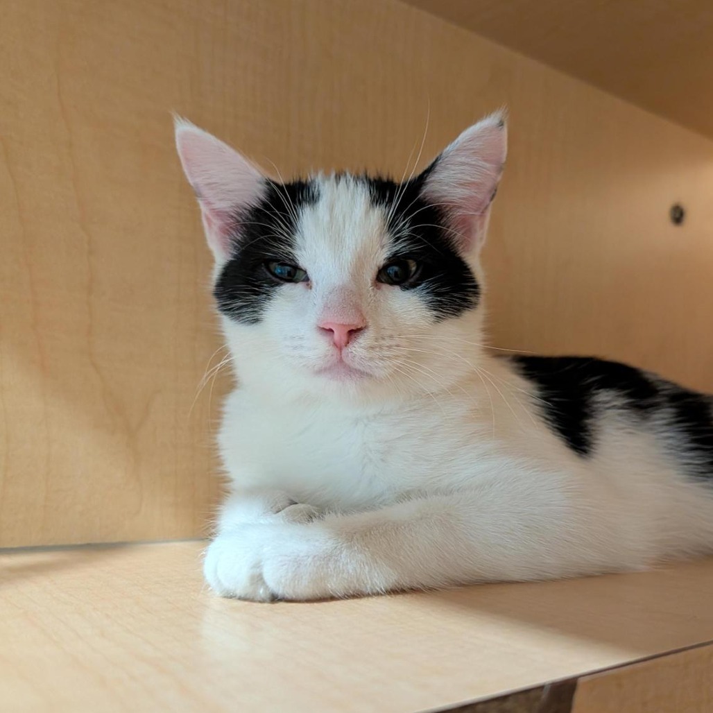 FUNGI - Domestic Shorthair available for adoption