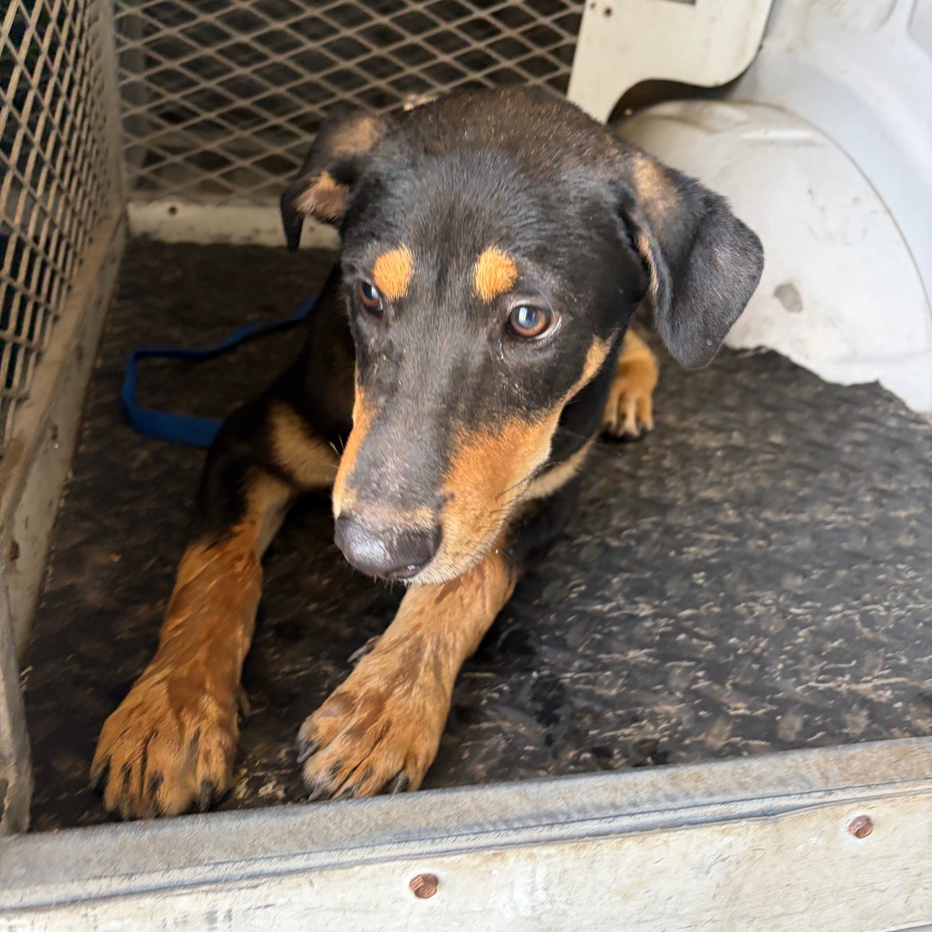 SHAQ - Shepherd / Mix available for adoption