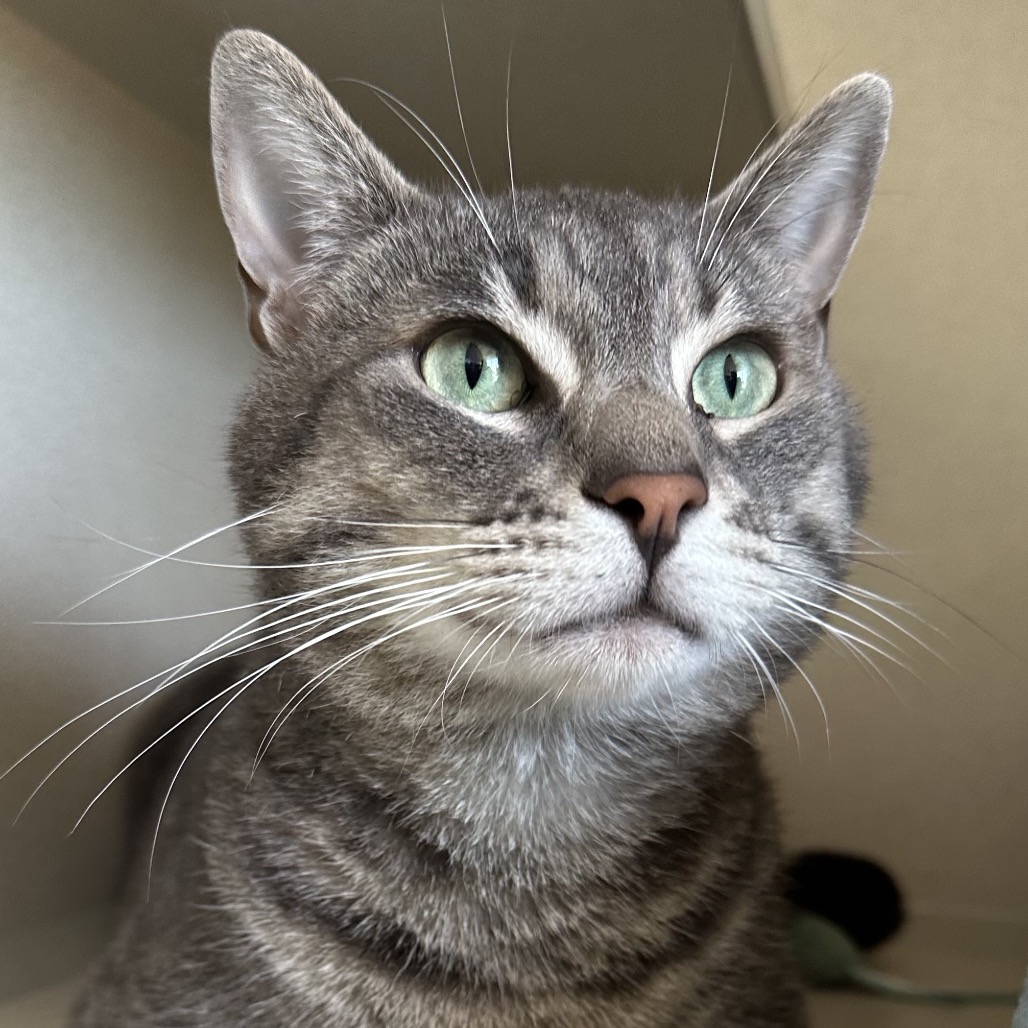 Pua - Domestic Shorthair