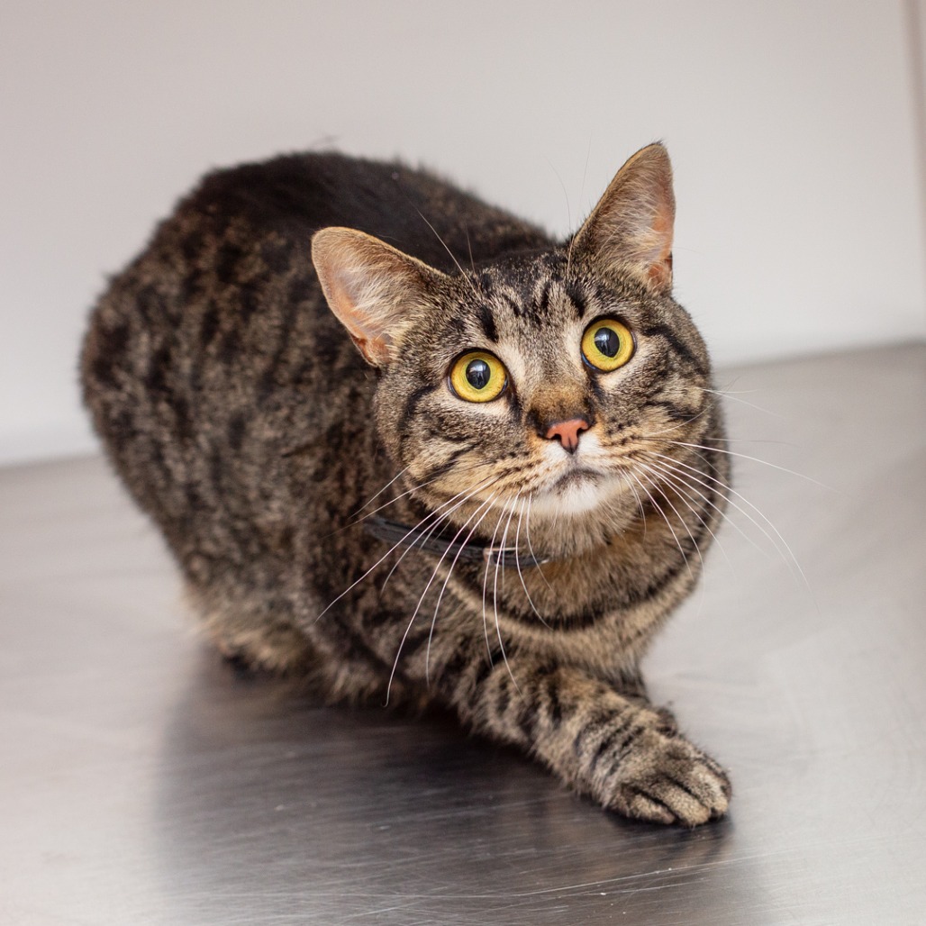BLACK SAGE - Domestic Shorthair available for adoption