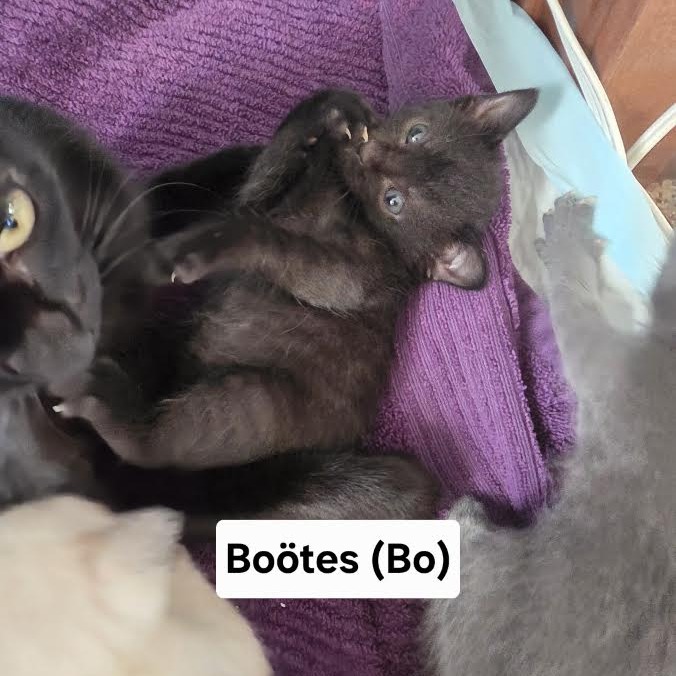 BOOTES - Domestic Shorthair available for adoption