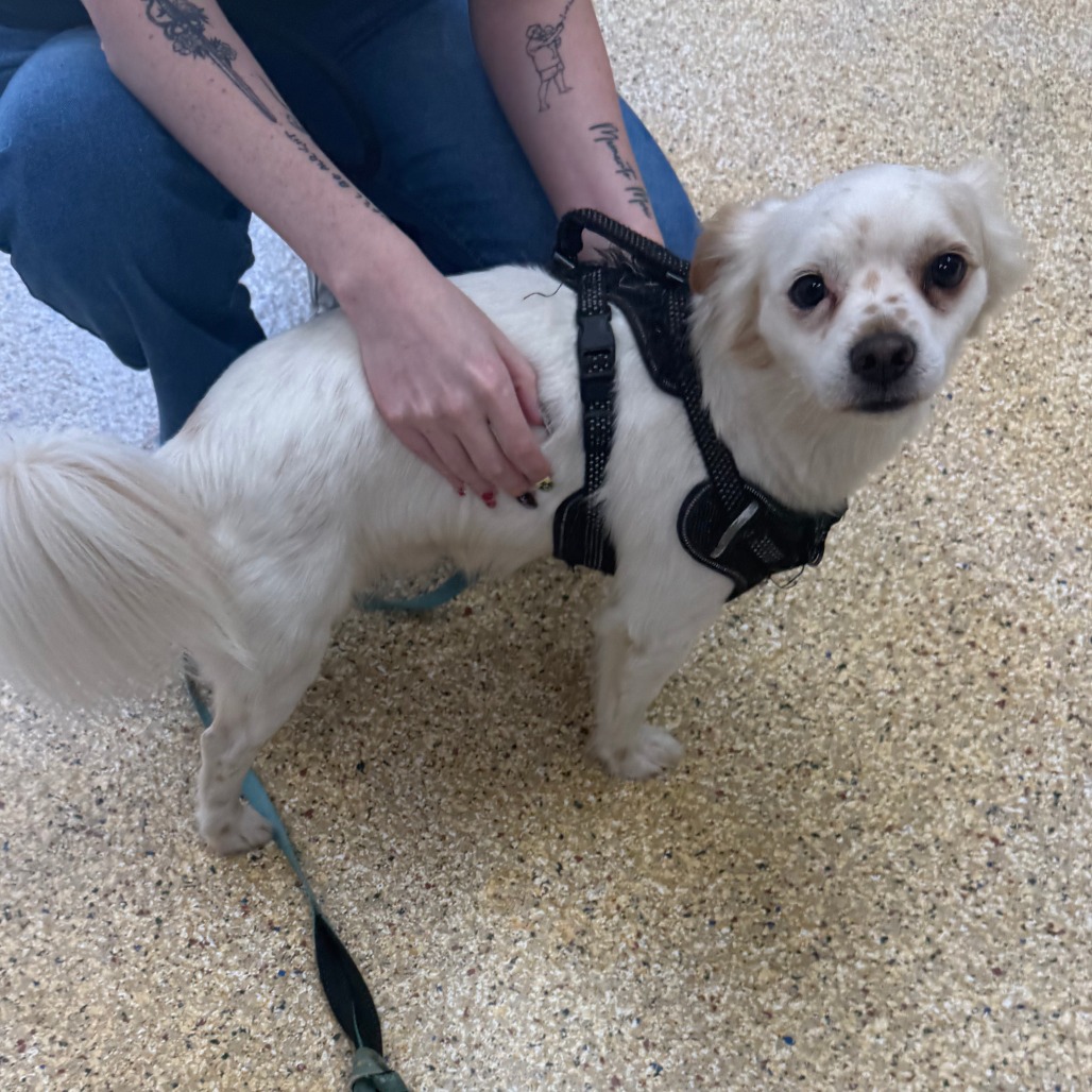 GINGER ALE - Spaniel, Cavalier King Charles / Chihuahua available for adoption