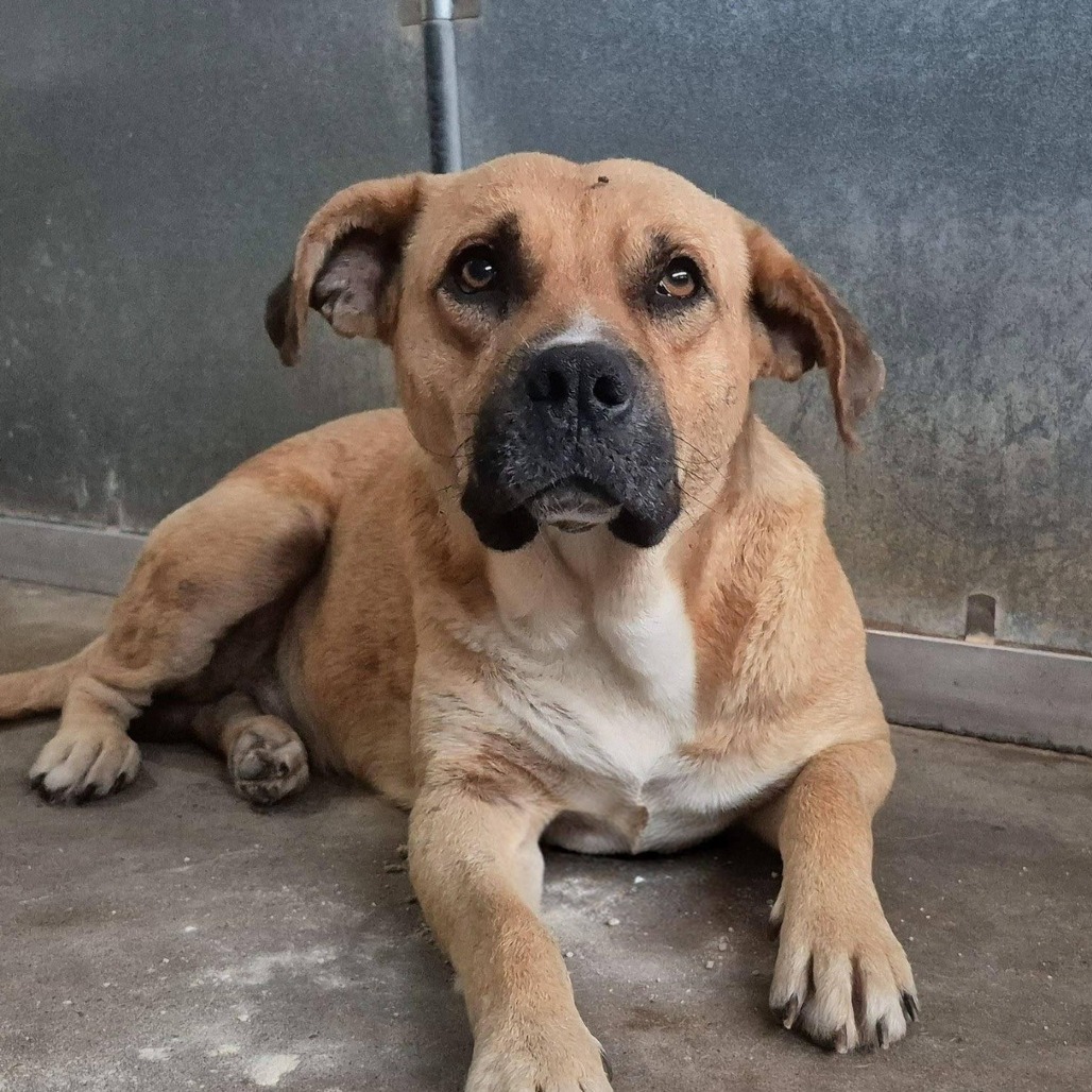 Moses , available for adoption at PVAS