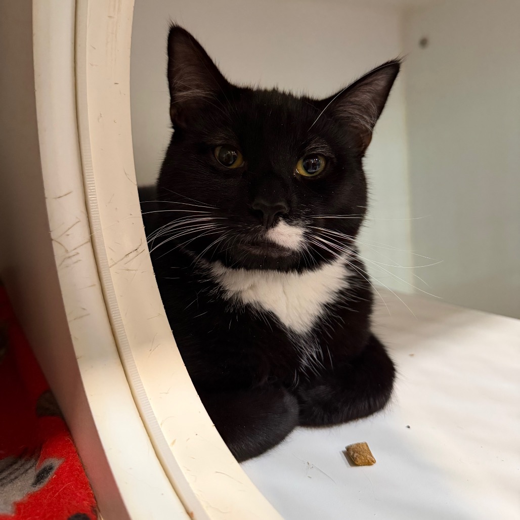 DAWSON - Domestic Shorthair for adoption in Stamford