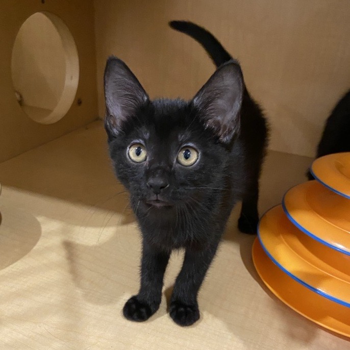 MOSS FROG - Domestic Shorthair available for adoption