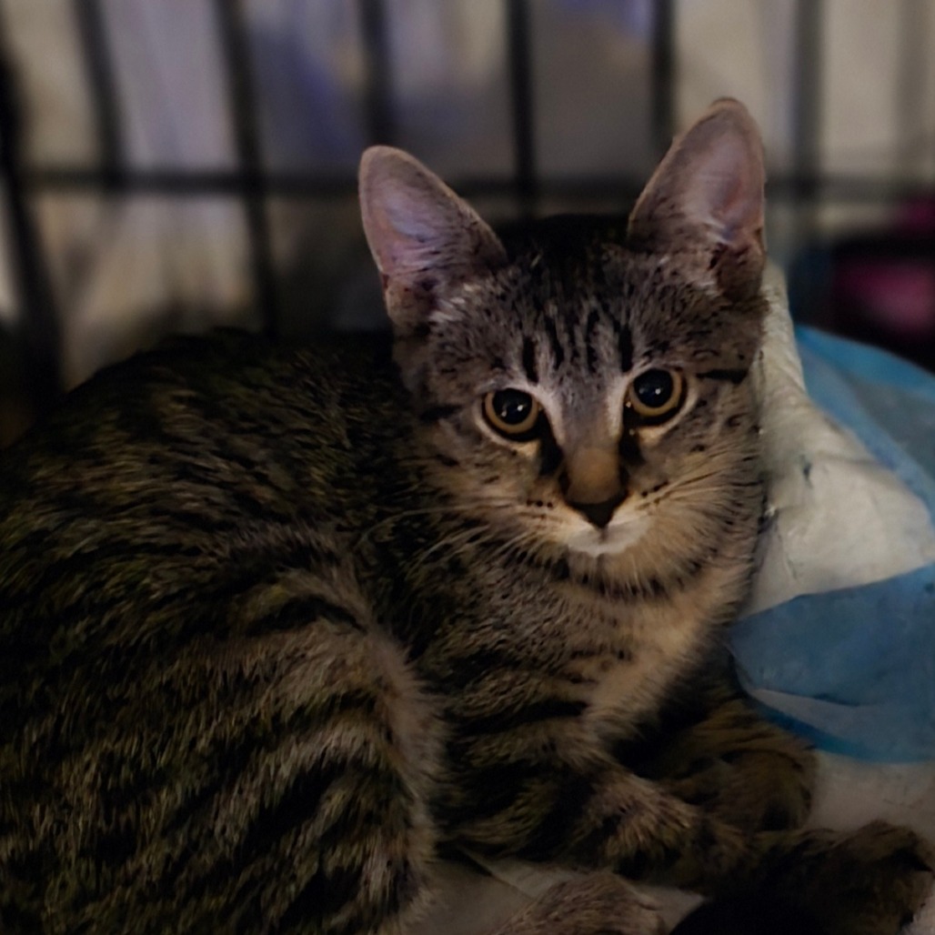 BRANSEN - Domestic Shorthair available for adoption